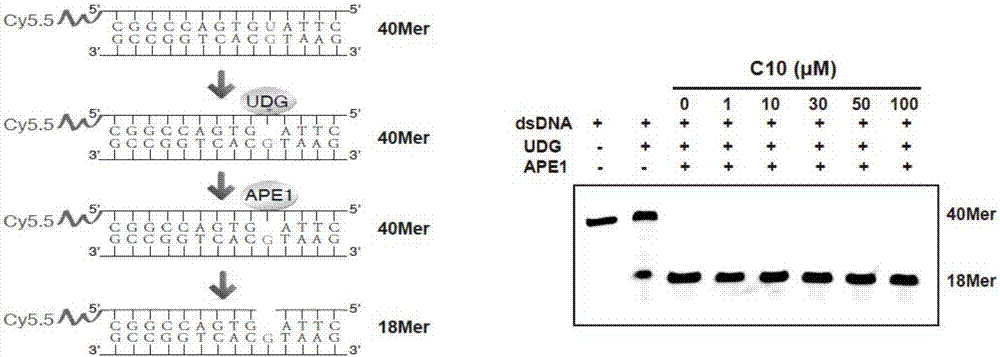 APE1 inhibitor and application thereof in preparation of drugs for treatment of tumors and vascular poliferative diseases