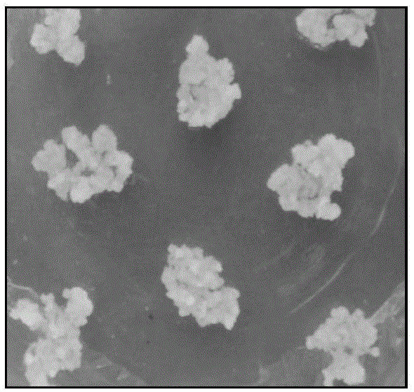 Arabidopsis thaliana tracheary element in-vitro induction cultivation method