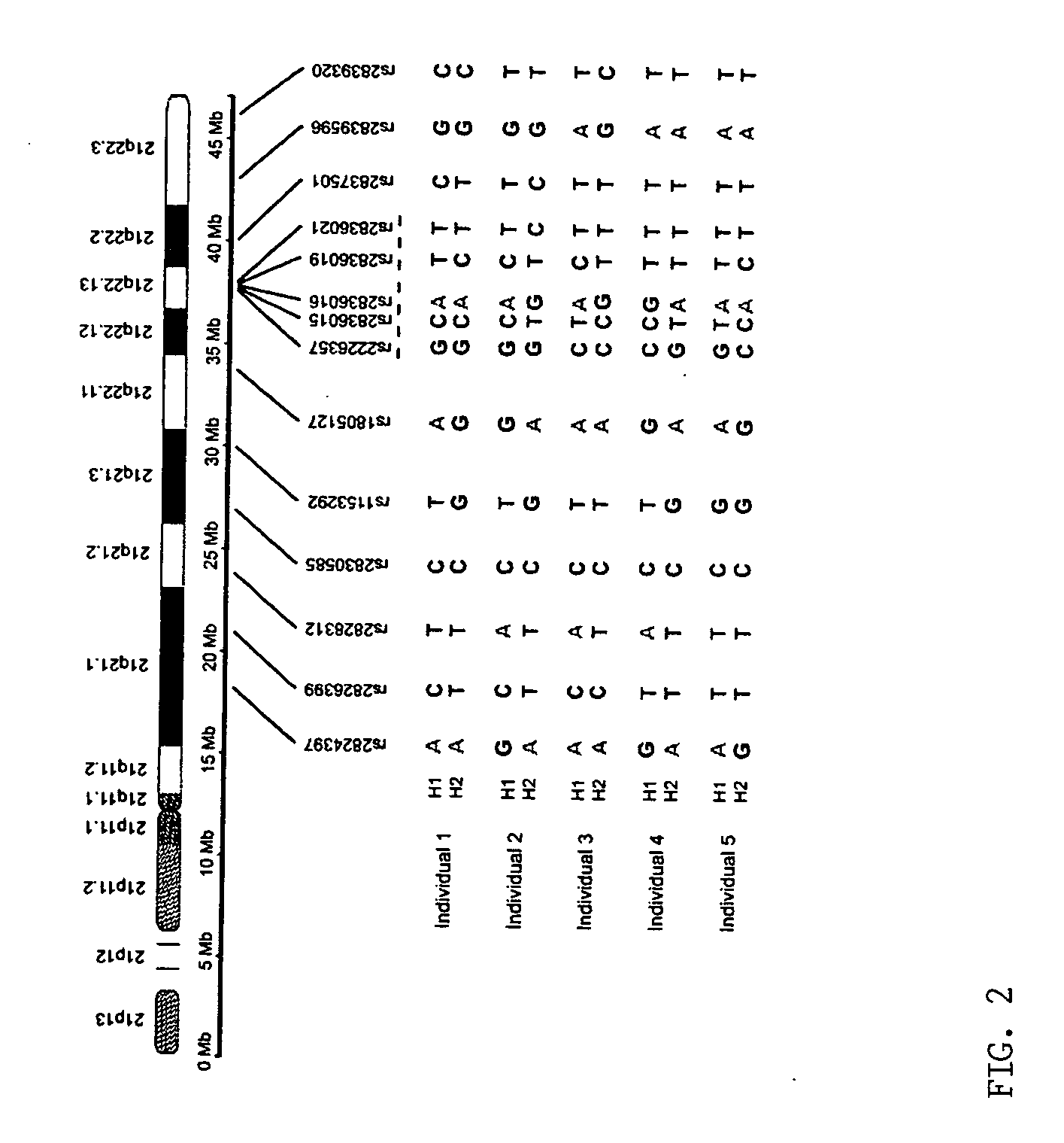 Microdissection-based methods for determining genomic features of single chromosomes