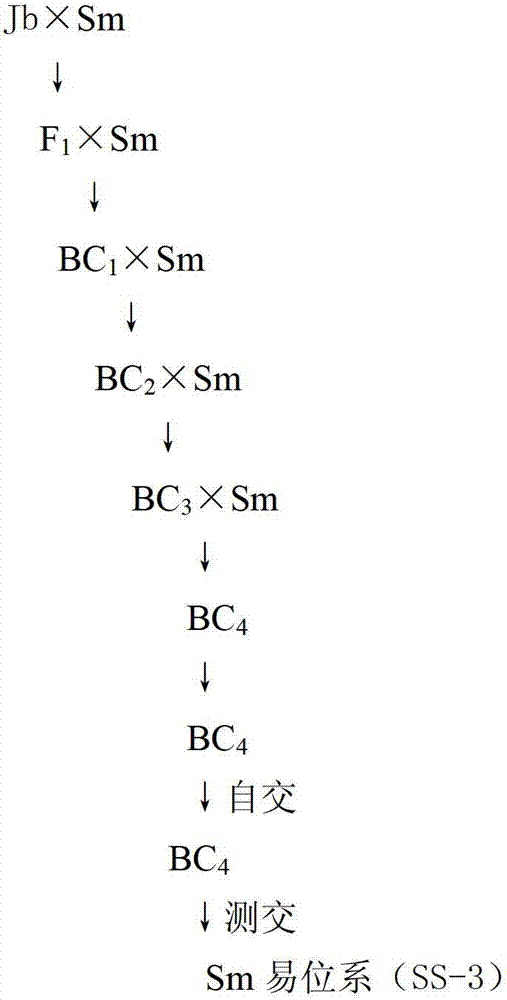 Cultivation method of chromosomal-translocation triploid seedless watermelons