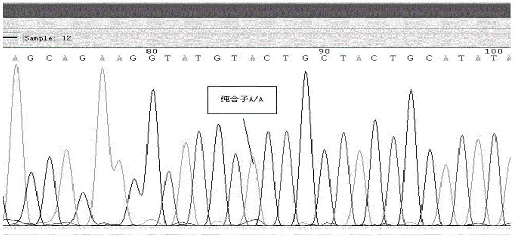 Selection, detection and application of catalase gene tagging single nucleotide polymorphic sites