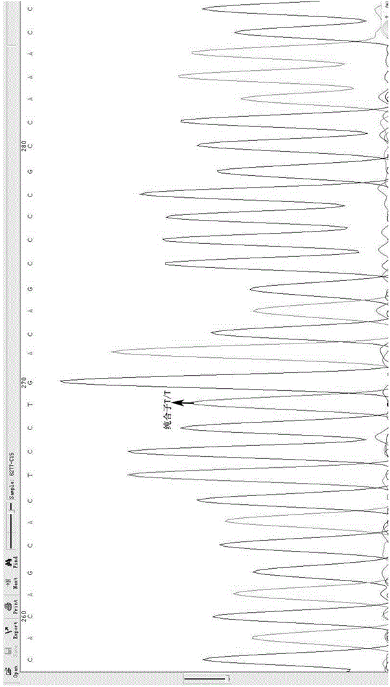 Selection, detection and application of catalase gene tagging single nucleotide polymorphic sites