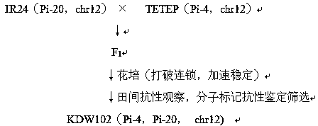 Breeding method of high-rice-blast-resistance rice intermediate materials