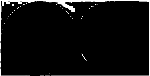 Bacillus velezensis for control of cucumber fusarium wilt and application thereof