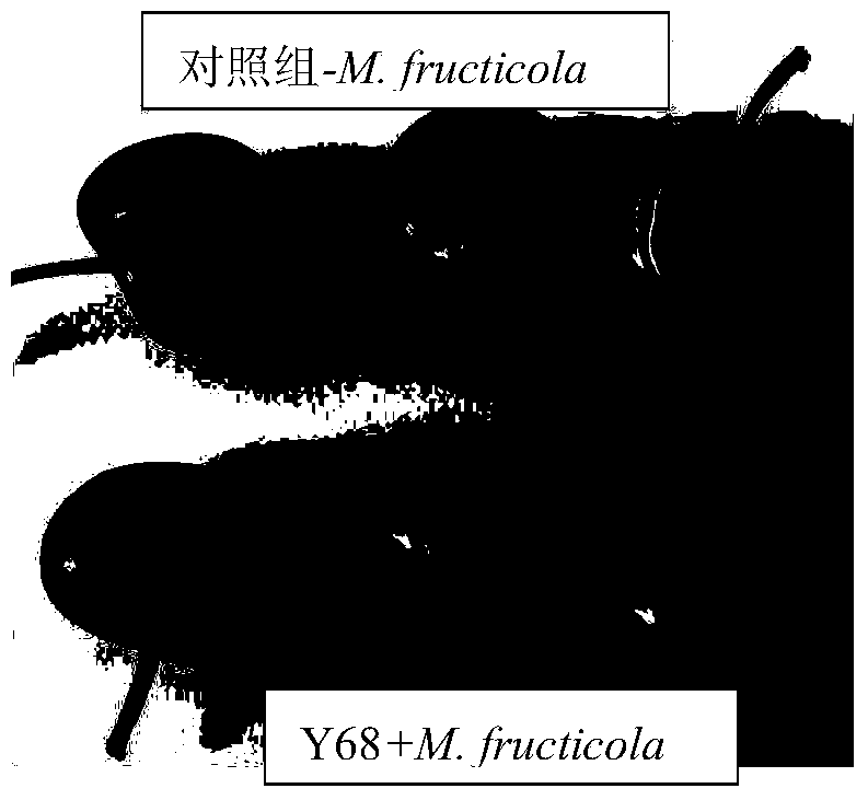 Hanseniaspora uvarum and application thereof