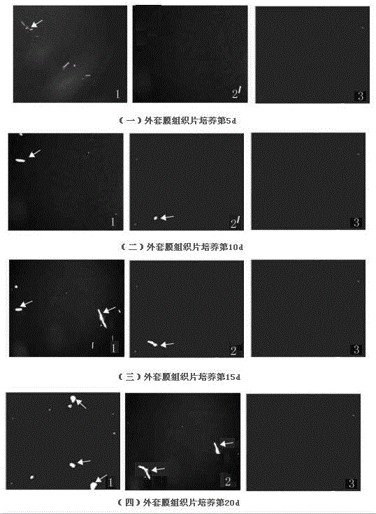 Production method of new lines of pearl mussel with high secretion ability