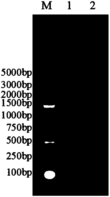 Construction method of recombinant adenovirus with capacity of fusion expression of gene TM-1 and gene gD, recombinant adenovirus and application