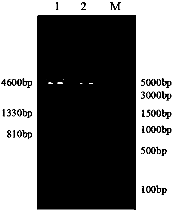 Construction method of recombinant adenovirus with capacity of fusion expression of gene TM-1 and gene gD, recombinant adenovirus and application