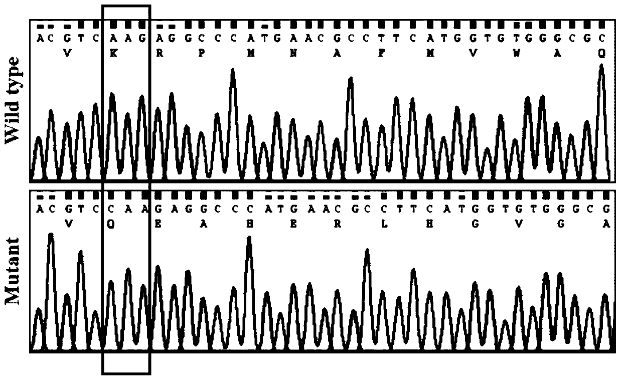 Pig SOX10 mutant gene causing inner ear hypoplasia and application of pig SOX10 mutant gene