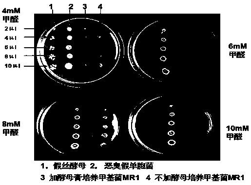 Novel methylobacterium MR1 and applications thereof