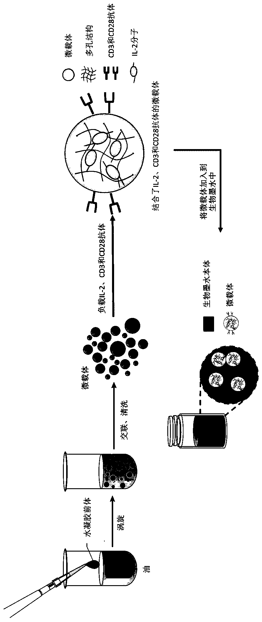 T lymphocyte amplification method based on 3D printing