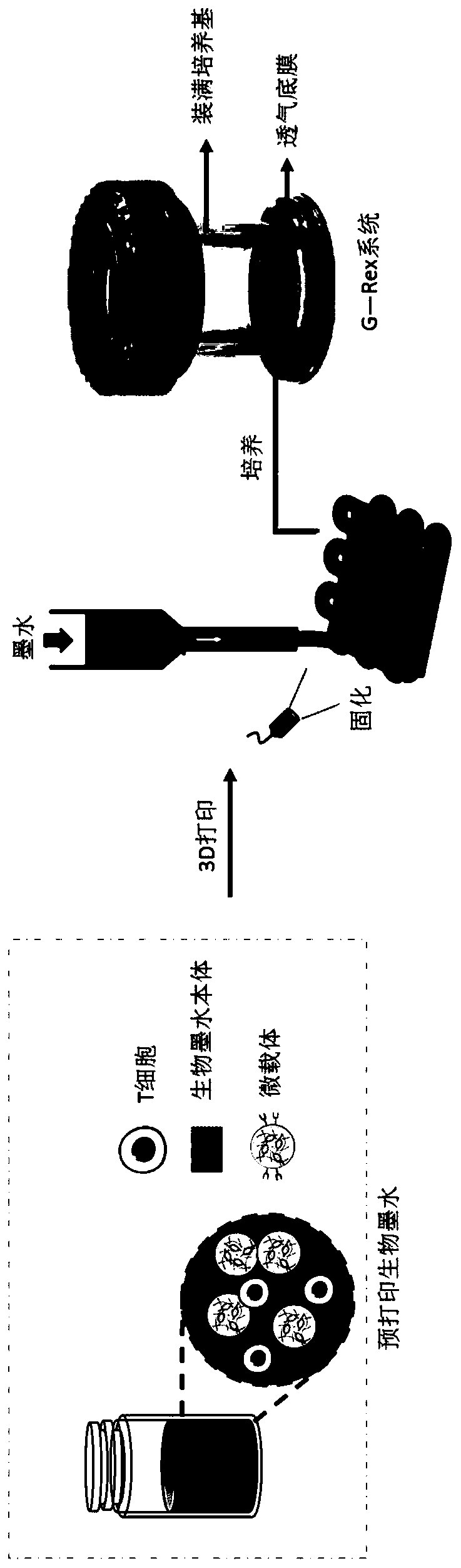 T lymphocyte amplification method based on 3D printing