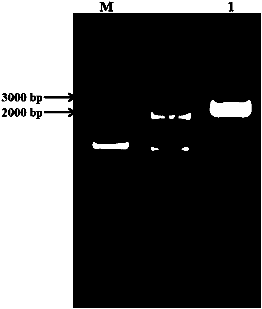 Bifunctional glutathione synthetase expression cassette derived from lactobacillus as well as construction and application thereof