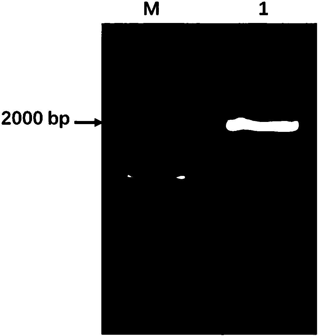 Bifunctional glutathione synthetase expression cassette derived from lactobacillus as well as construction and application thereof