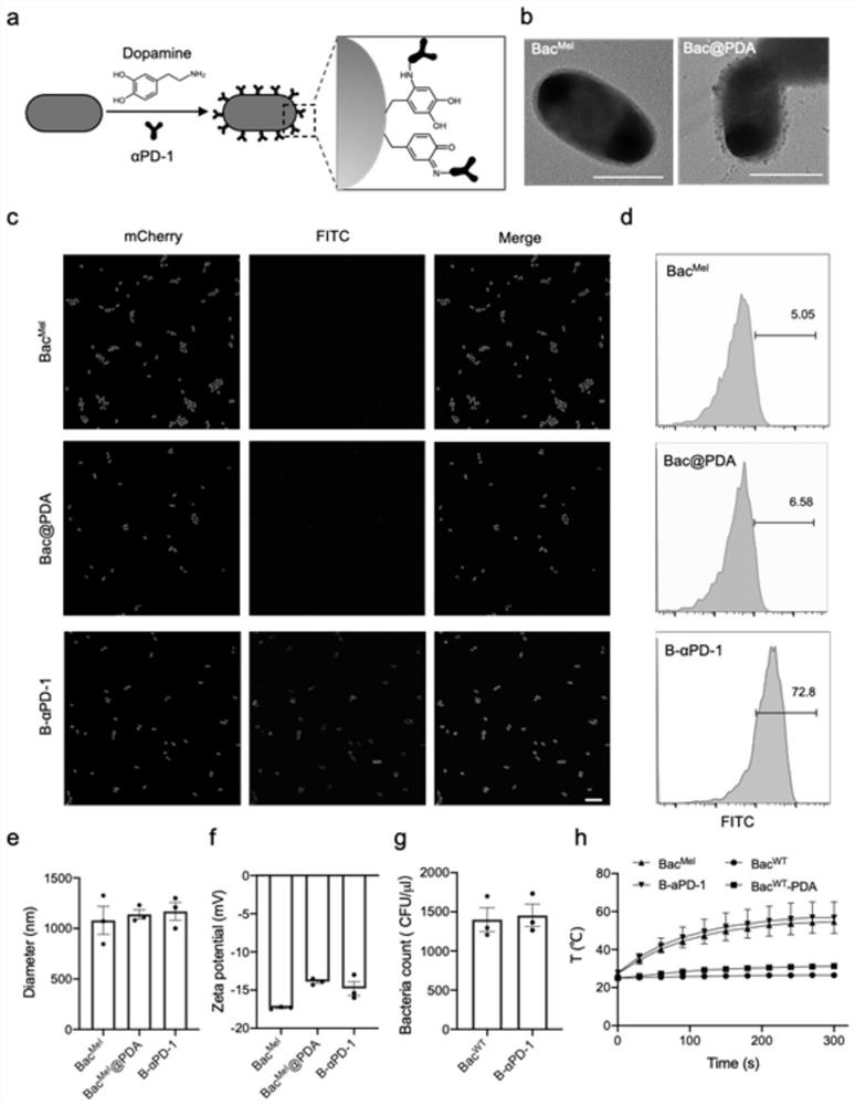 Double-modified engineering bacterium and application thereof