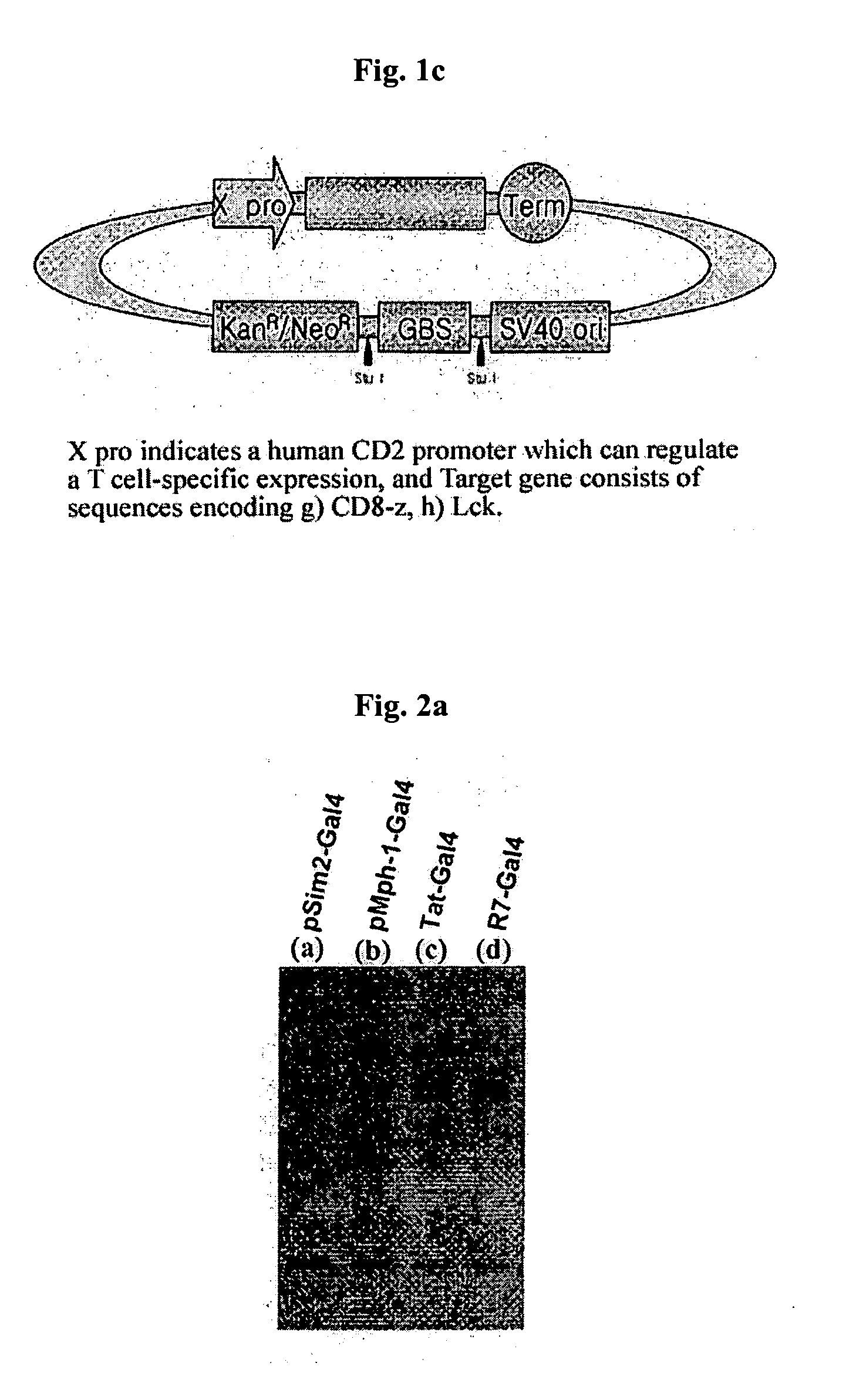 DNA/RNA transduction technology and its clinical and basic applications