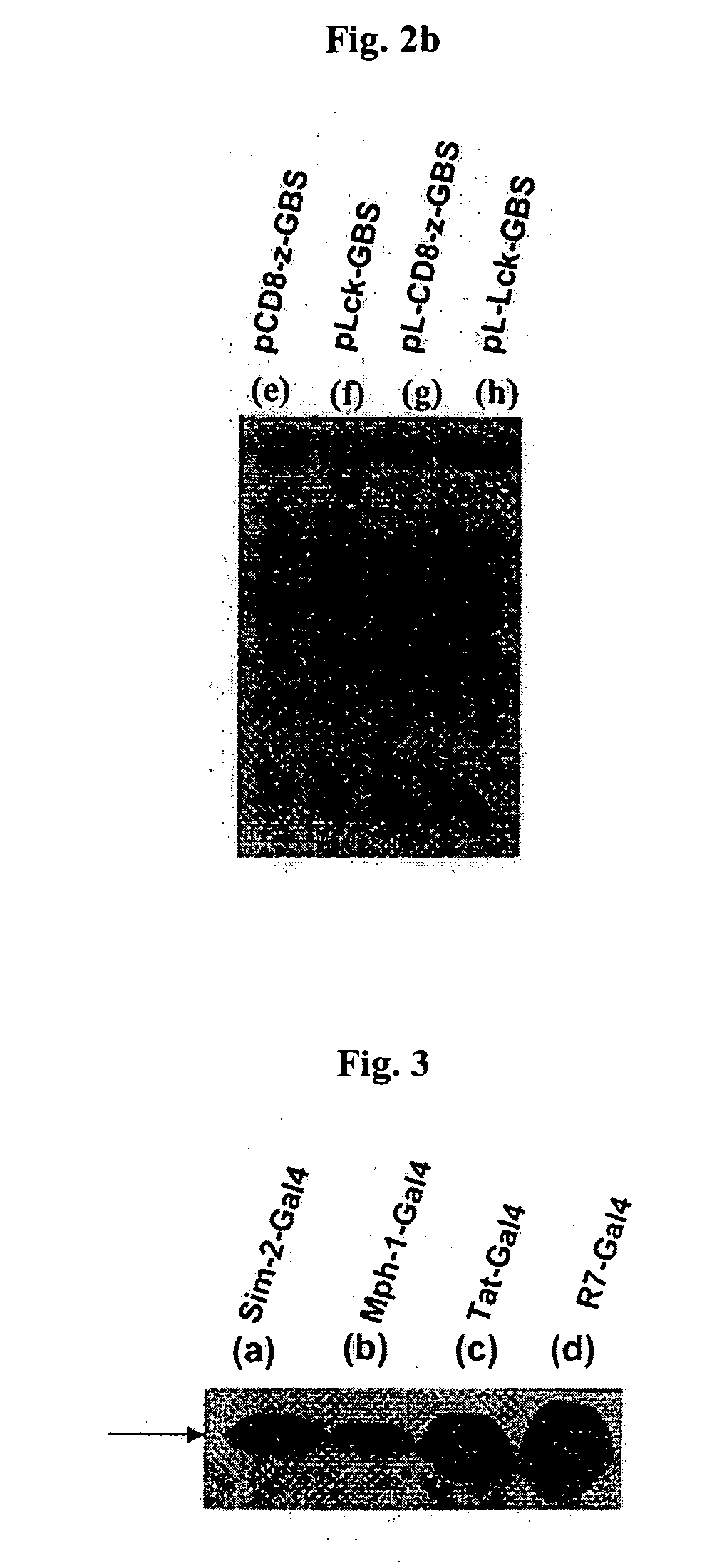 DNA/RNA transduction technology and its clinical and basic applications