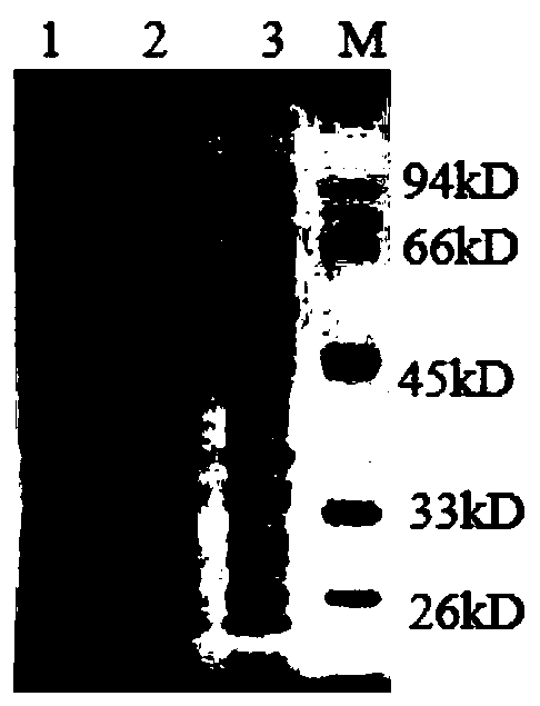 Zika virus NSI antigen and application of Zika virus NSI antigen in preparing fluorescence immunochromatographic reagent