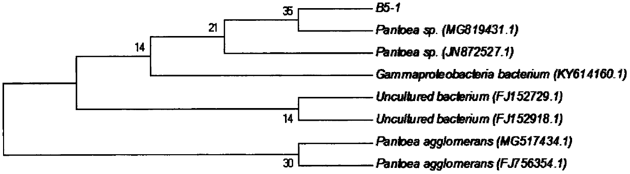 Pantoea with good degradation effect on cellulose