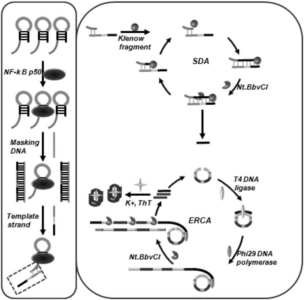 Method for detecting transcription factors on basis of cooperative masking effect and binding protection effect mediation cascade signal amplification strategies