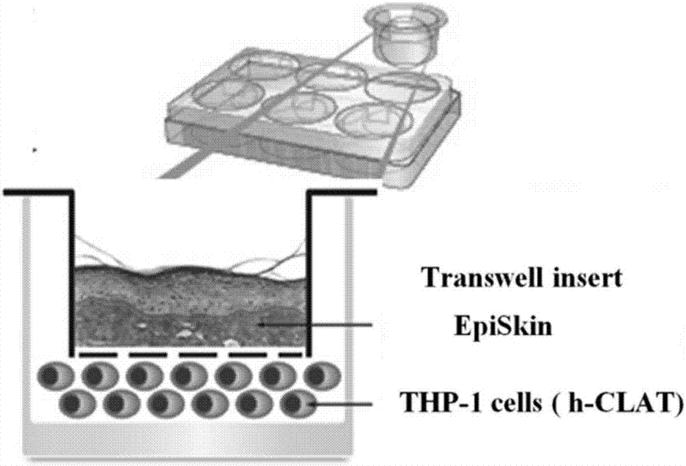 Cutaneous sensitization detecting method based on co-culturing mode of three dimensional skin model and dendric cell