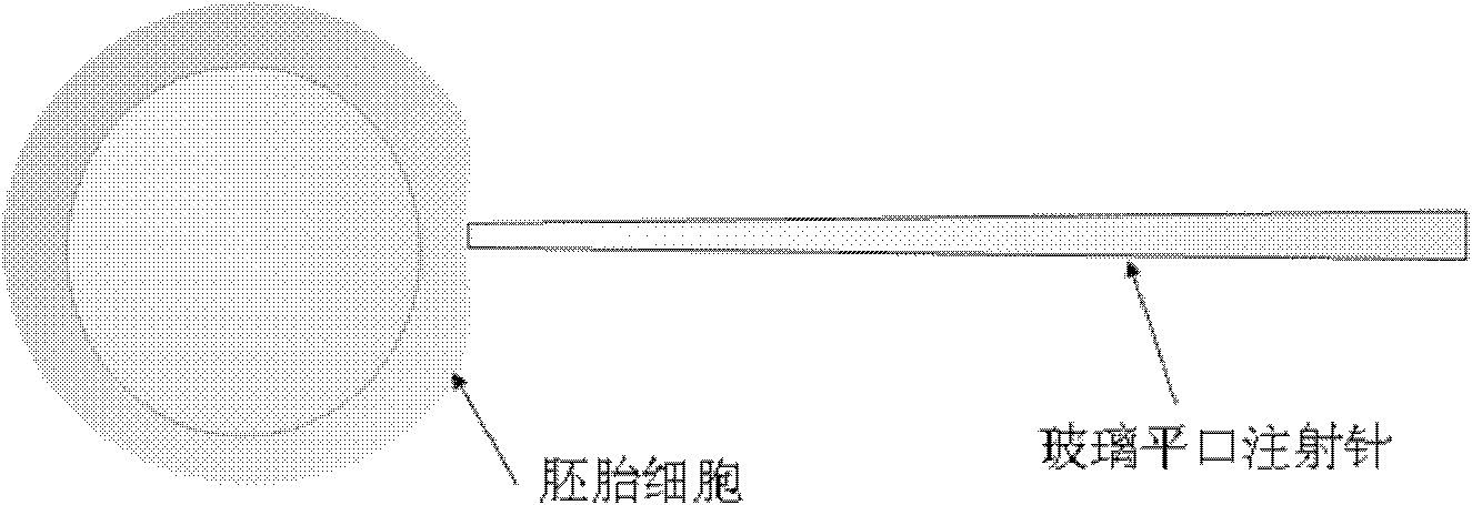 Ultrasonic Vibration Microscopic Cell Penetration System Based on Piezoelectric Ceramics