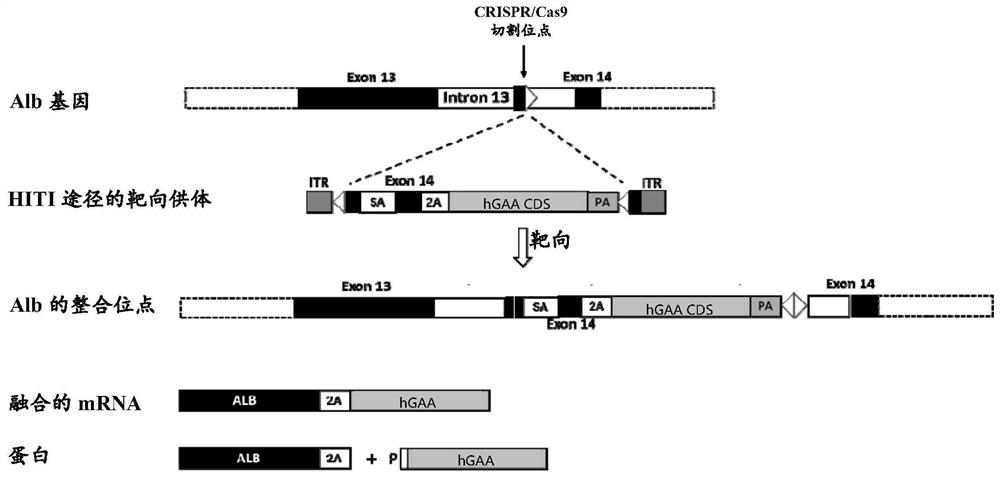 A product for the treatment of Pompe disease