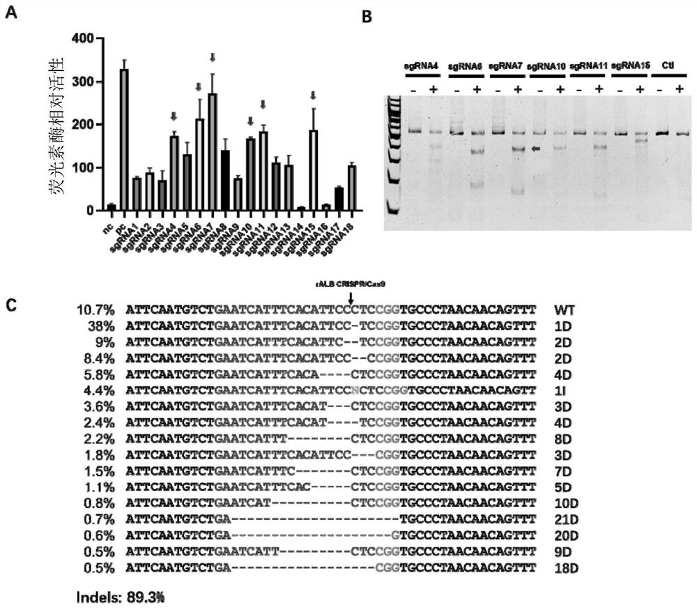 A product for the treatment of Pompe disease