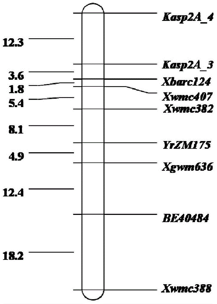 Primer combination assisting in screening stripe-rust-resistant wheat and application of primer combination