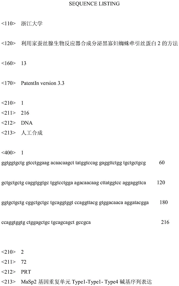 Method for synthesizing and secreting black widow spider traction silk protein 2 through silkworm silkgland bioreactor