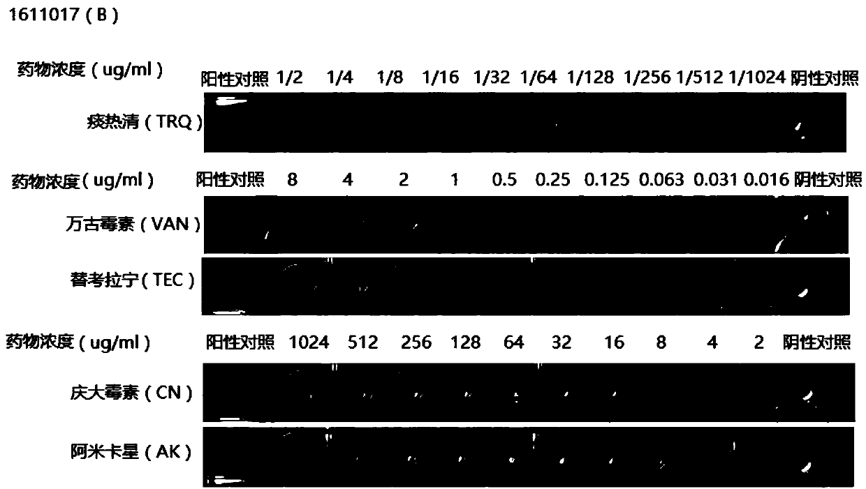 Traditional Chinese medicine injection for reversing drug resistance of staphylococcus aureus