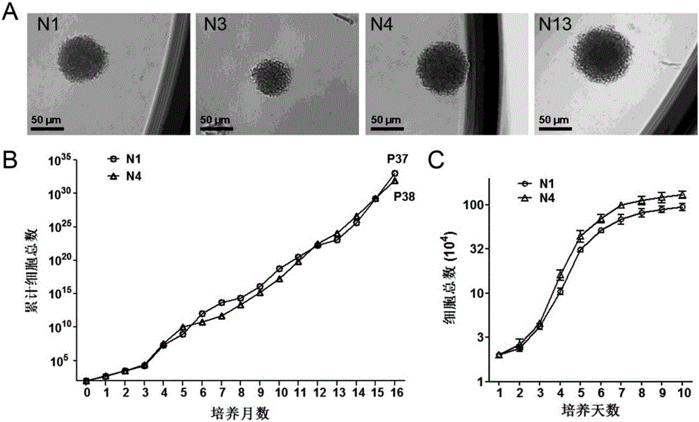 Schwarm progenitor cell derived from marrow neural crest cell and application of Schwarm progenitor cell to promotion of nerve regeneration