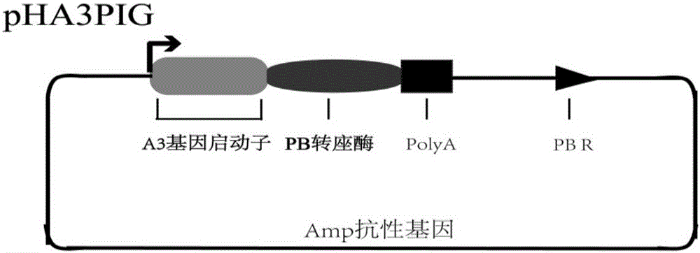 Dual-promoter universal plasmid for expressing T4 ligase of domestic silkworm middle silk gland bioreactor as well as application and method of dual-promoter universal plasmid