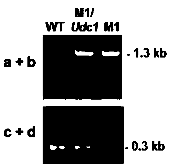 A Botrytis cinerea gene bcudc1 related to pathogenicity and its application