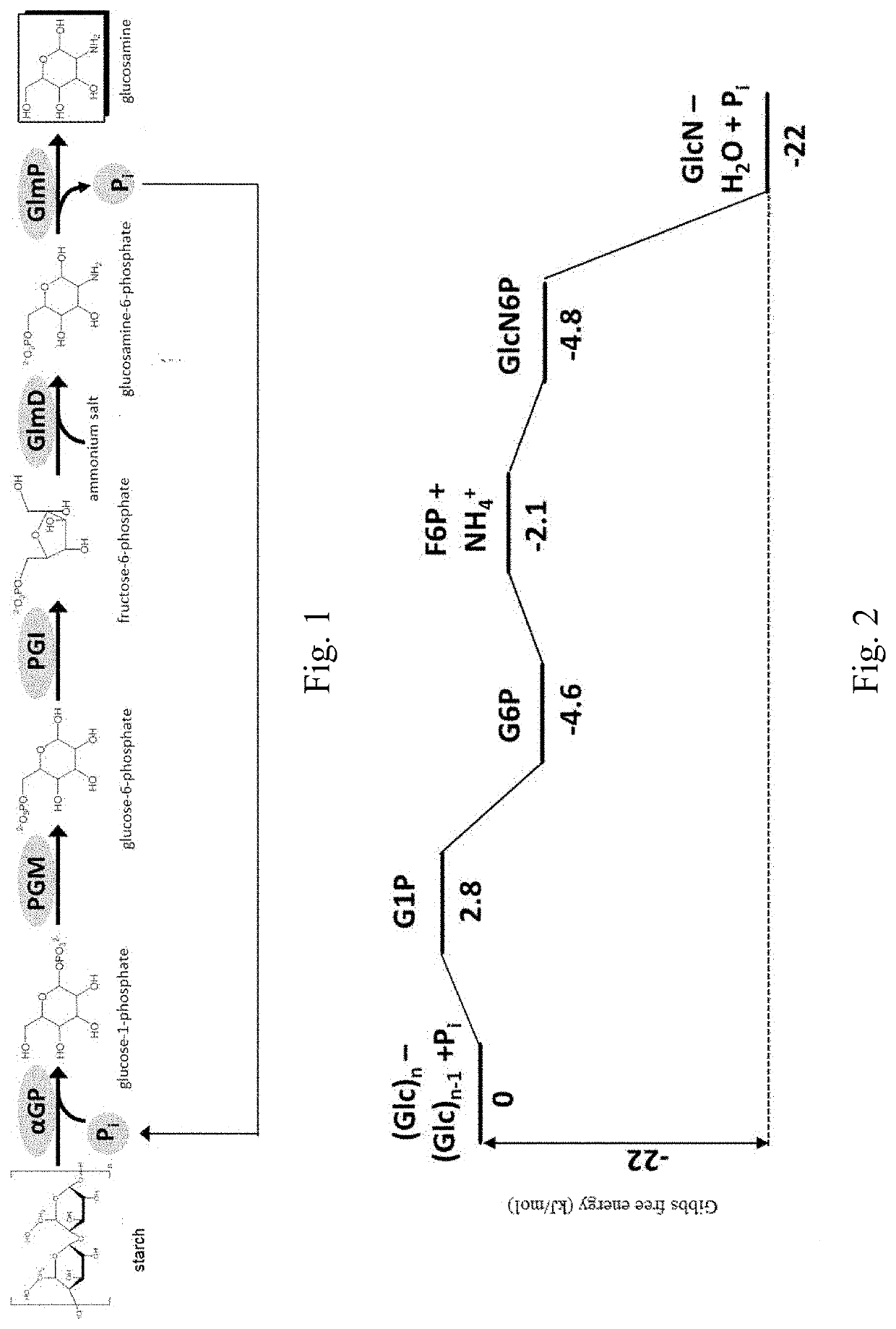 Enzymetic preparation of glucosamine