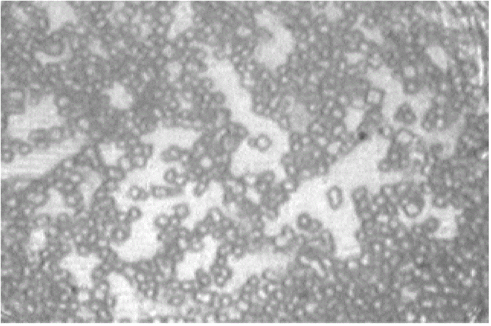 Synthesis method of silicoaluminophosphate molecular sieve SAPO-34