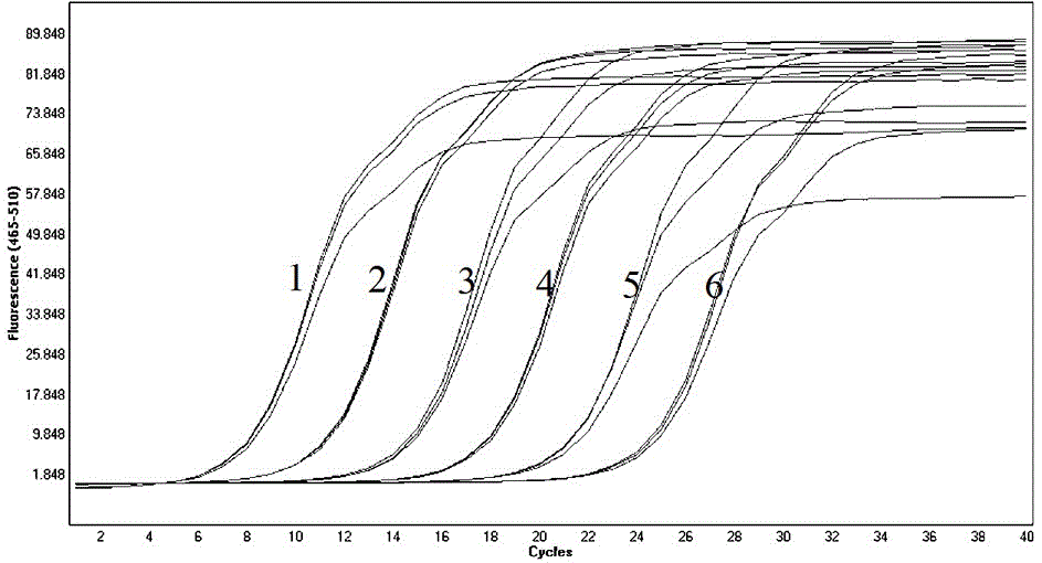 Reverse transcription fluorogenic quantitative PCR primer for rapidly identifying high virulent Newcastle disease virus (NDV) strain and identification method