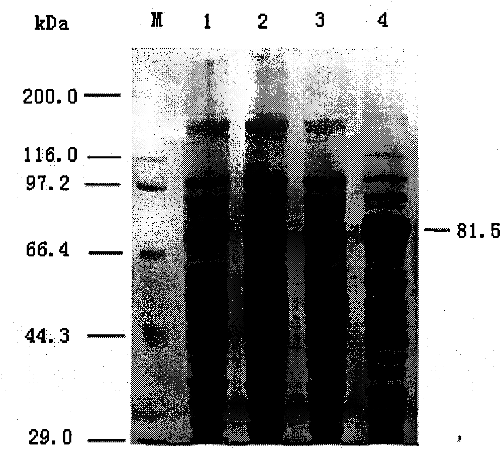 Chitinase for deactivating varroa destructor, serratia marcescens and application thereof