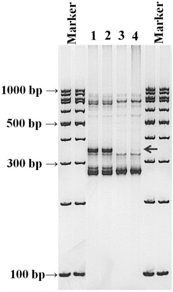 Molecular marker linked with turnip clubroot resistant gene and method for obtaining molecular marker