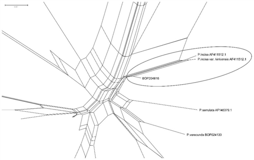 Fragment combination, specific primer and application for identification of Rosaceae plant species