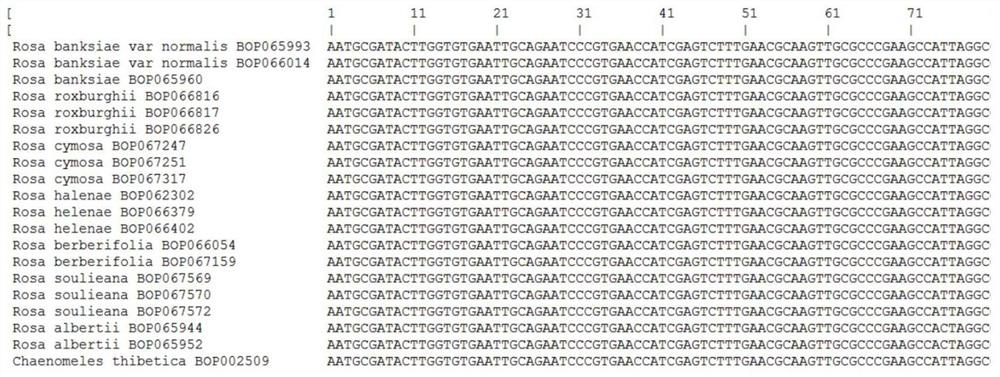 Fragment combination, specific primer and application for identification of Rosaceae plant species