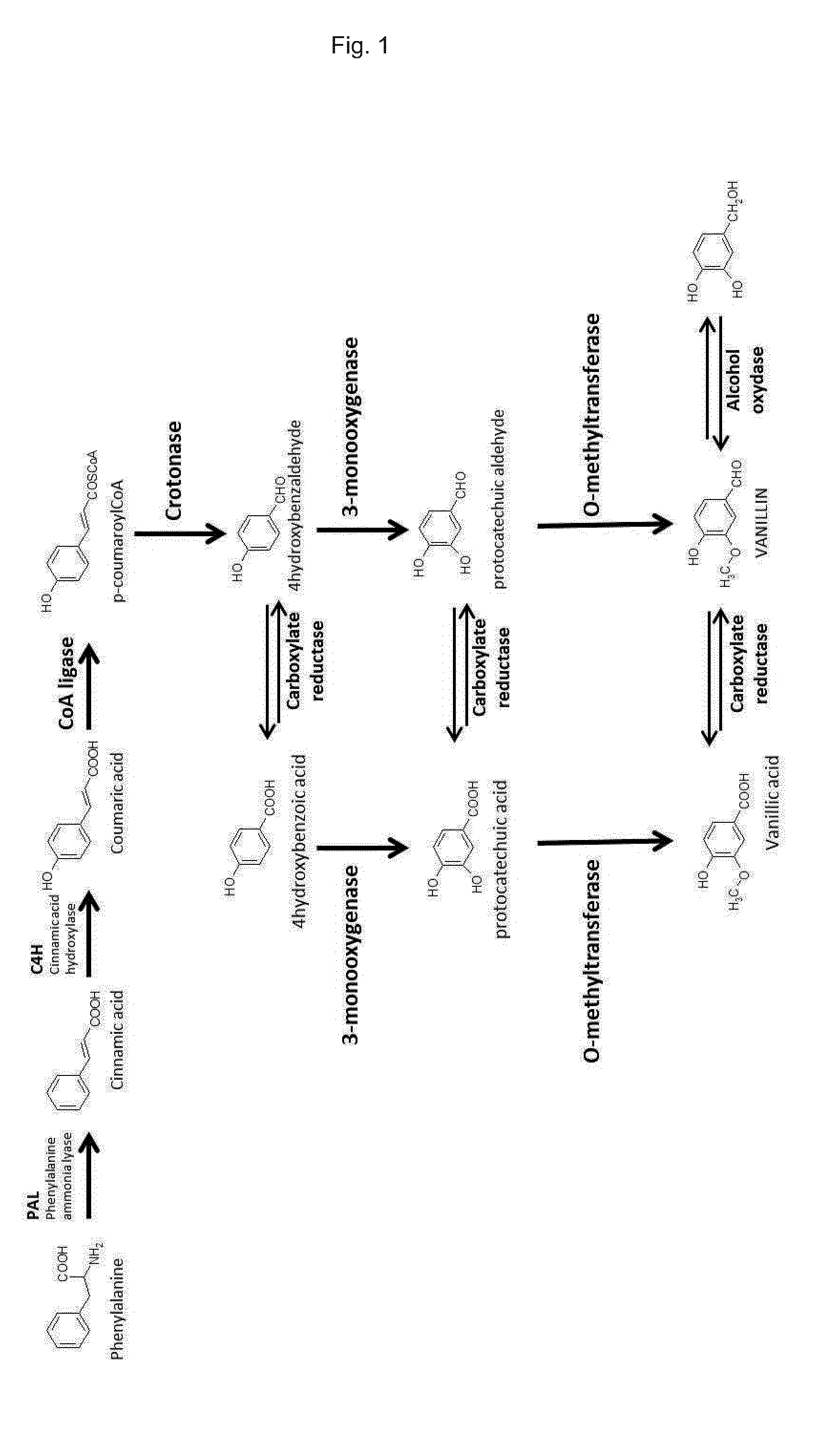 Recombinant host cell for biosynthetic production