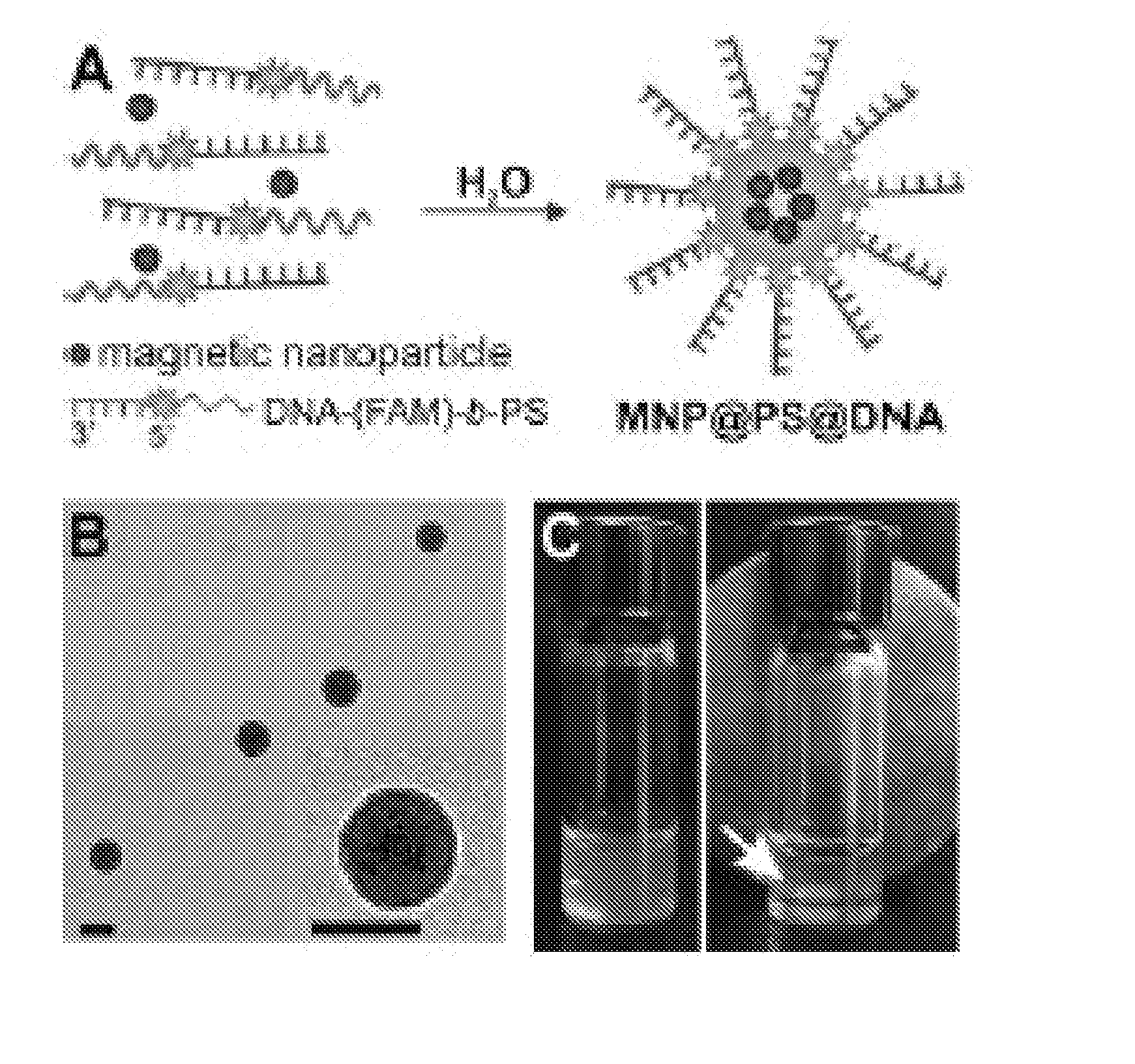 Nanop article-oligonucleotide hybrid structures and methods of use thereof