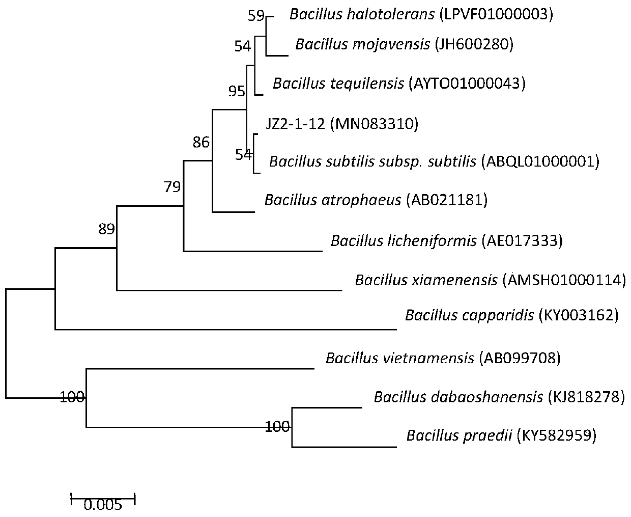 Bacillus subtilis JZ2-1-12 and application thereof