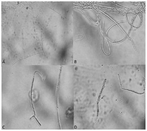 Bacillus subtilis JZ2-1-12 and application thereof