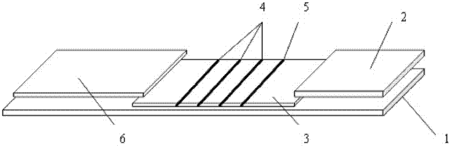 Immunofluorescence dipstick component for quickly and quantitatively detecting protein of plurality of types and detection card component prepared from same and preparation method thereof