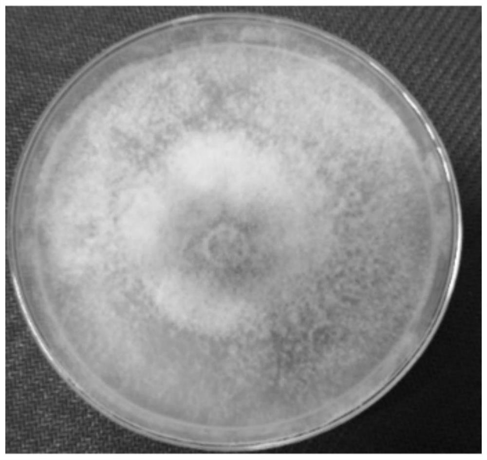 Bacteria preparation for processing waste with high lignin content