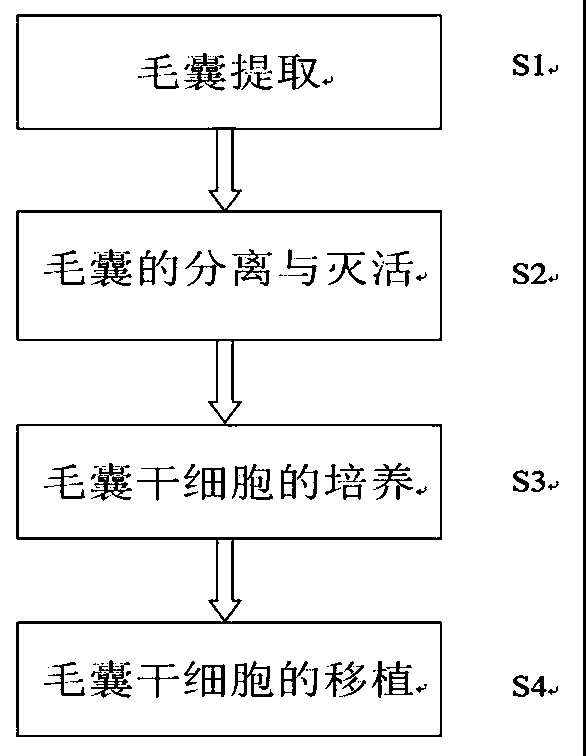 Method for preparing isolated hair follicle in process of treating scar by hair follicle stem cell transplantation