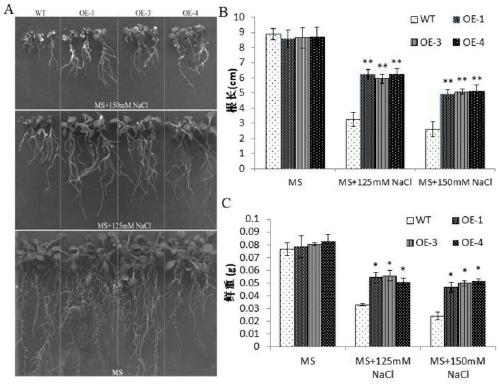 Application of corn CIPK42 protein and coding gene of corn CIPK42 protein in regulation and control of salt stress tolerance of plants