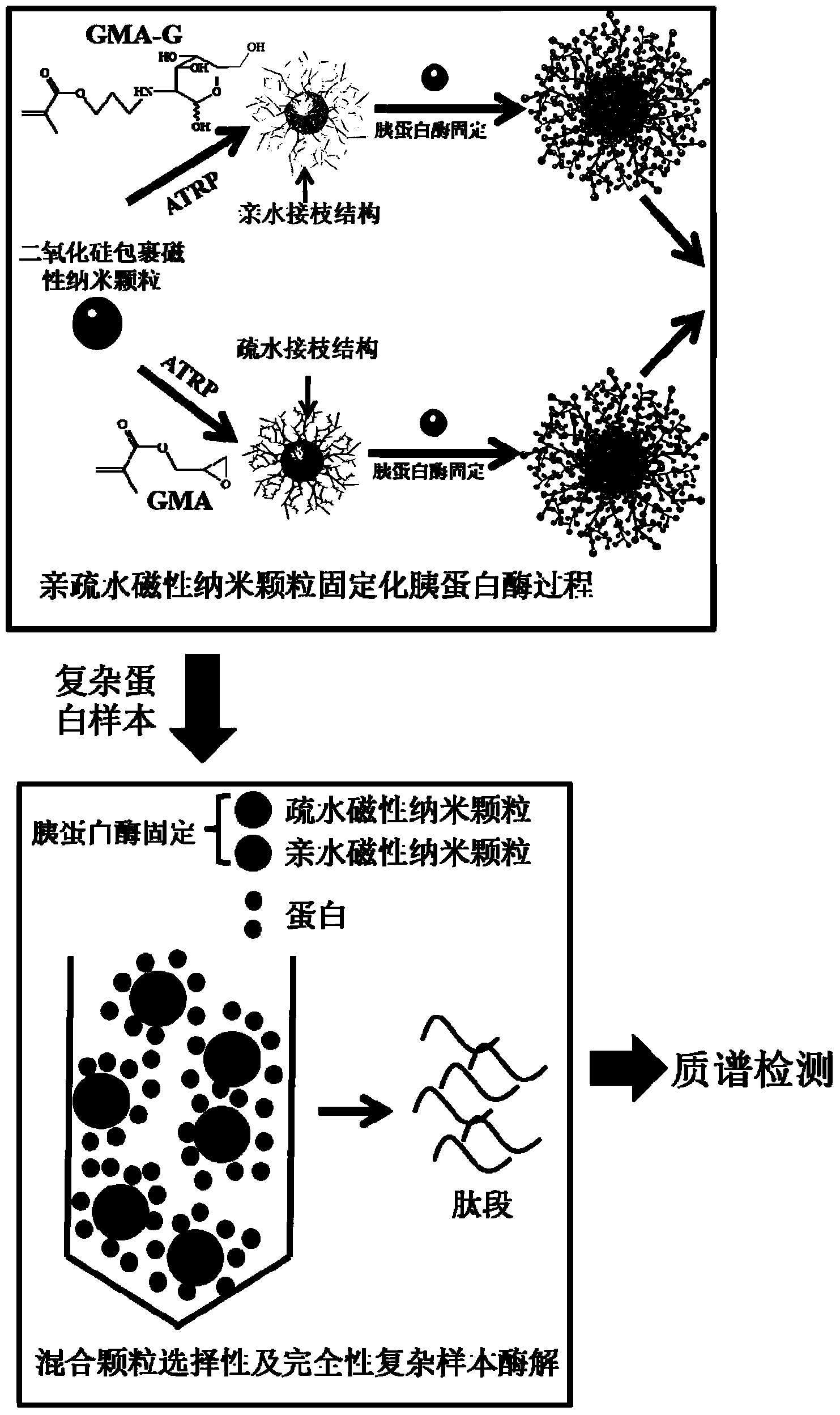 Preparation and application of immobilized protease reagent